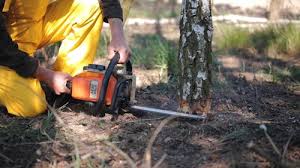 Best Commercial Tree Services  in Gilbert, AZ