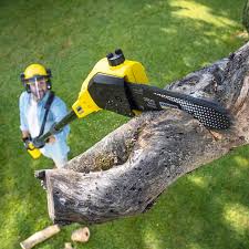 Best Arborist Consultation Services  in Gilbert, AZ