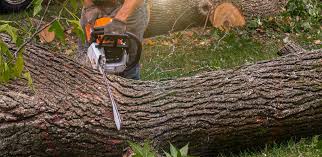 Best Hazardous Tree Removal  in Gilbert, AZ