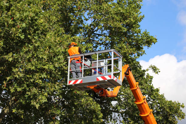 Best Seasonal Cleanup (Spring/Fall)  in Gilbert, AZ