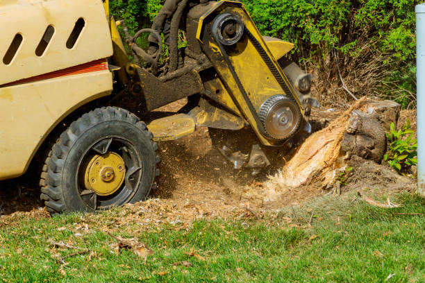 Best Leaf Removal  in Gilbert, AZ