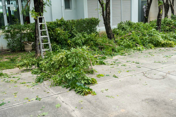 Reliable Gilbert, AZ Tree Removal Solutions