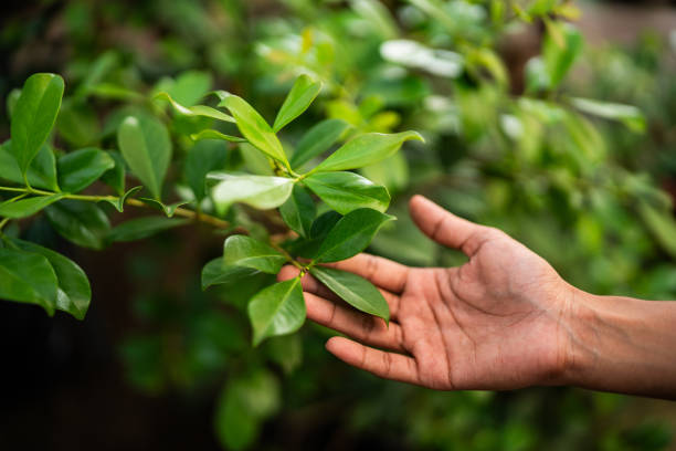 How Our Tree Care Process Works  in  Gilbert, AZ